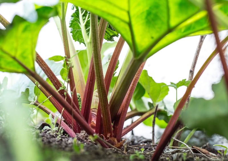 Rhubarb