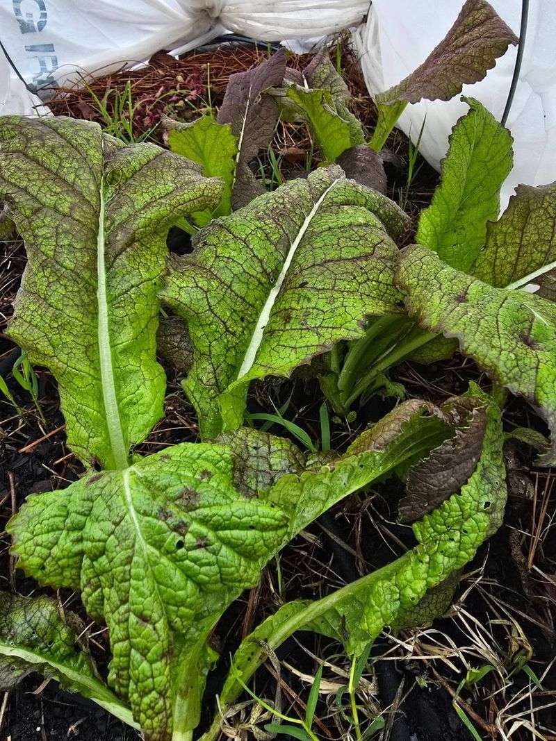 Mustard Greens Growing Fast With A Sharp Flavor