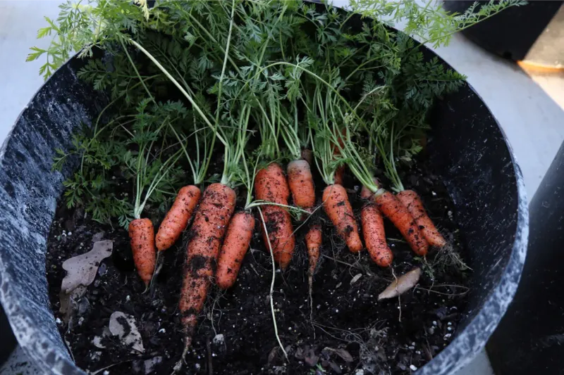 Baby Carrots Stay Compact And Mature Faster In Loose Soil