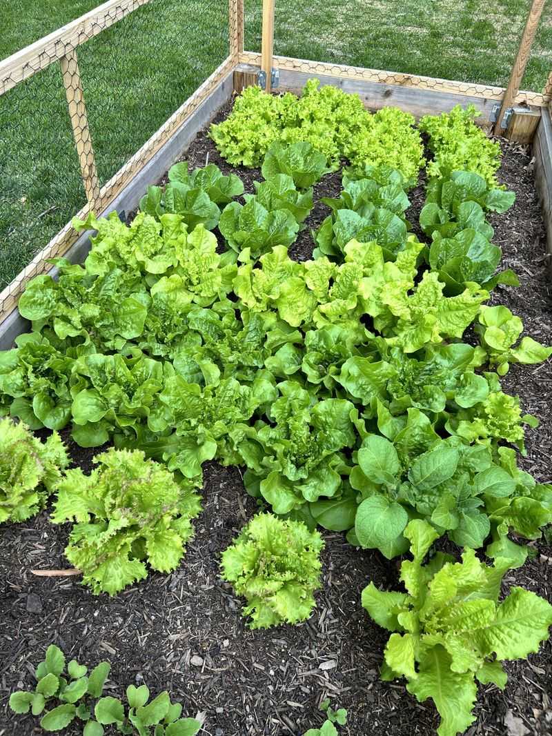 Leaf Lettuce Produces Early And Often