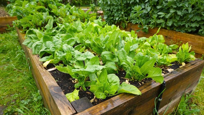 Spinach Takes Off In Cool Ohio Weather