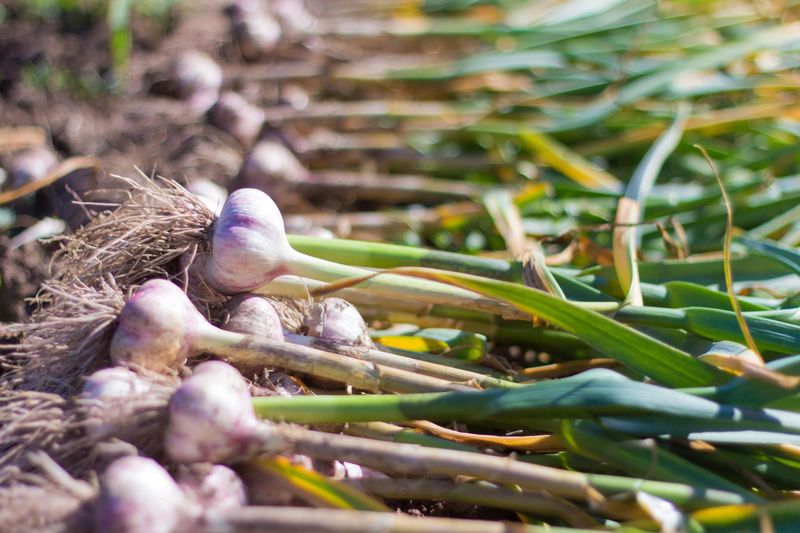 Garlic Building Strong Bulbs Over Time