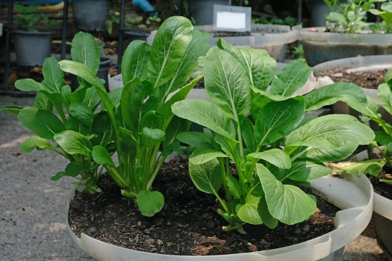 Mustard Greens Tolerate Shade And Grow Fast