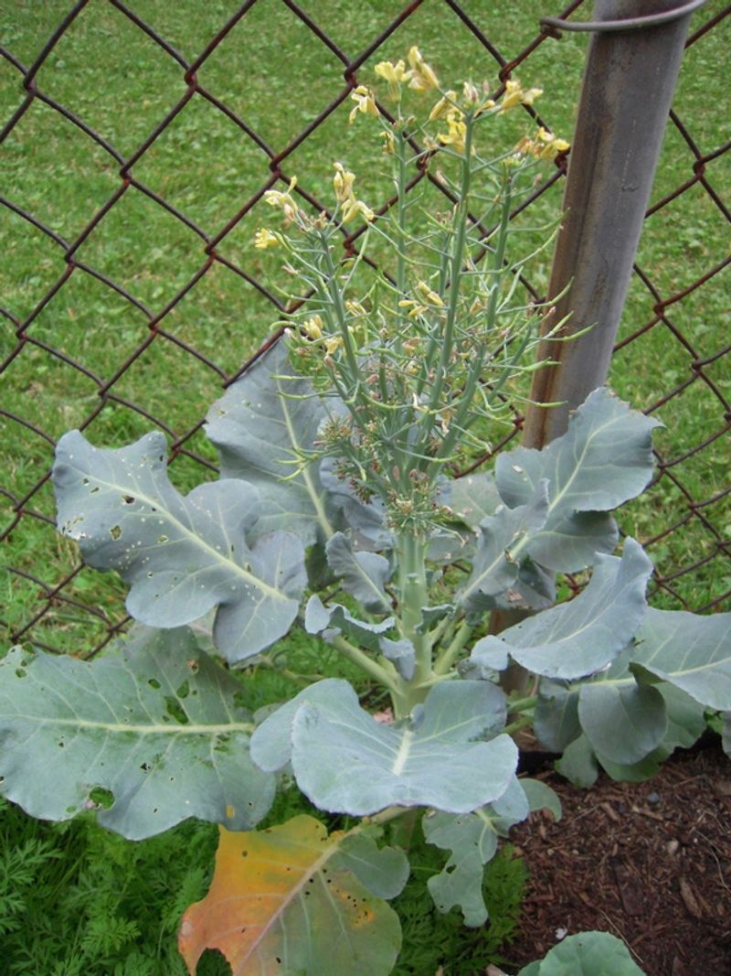 Broccoli Loses Quality In Rising Temperatures