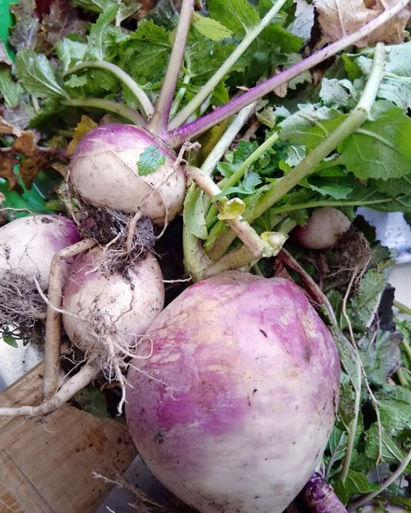 Turnips