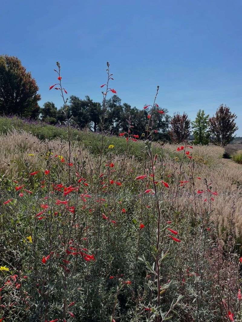 Along Slopes And Banks With Good Drainage