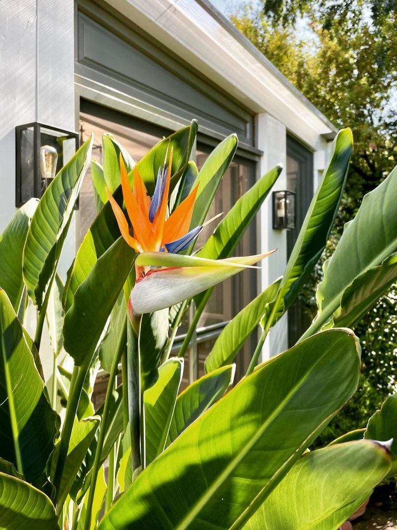 Near An Entryway For A Tropical Welcome