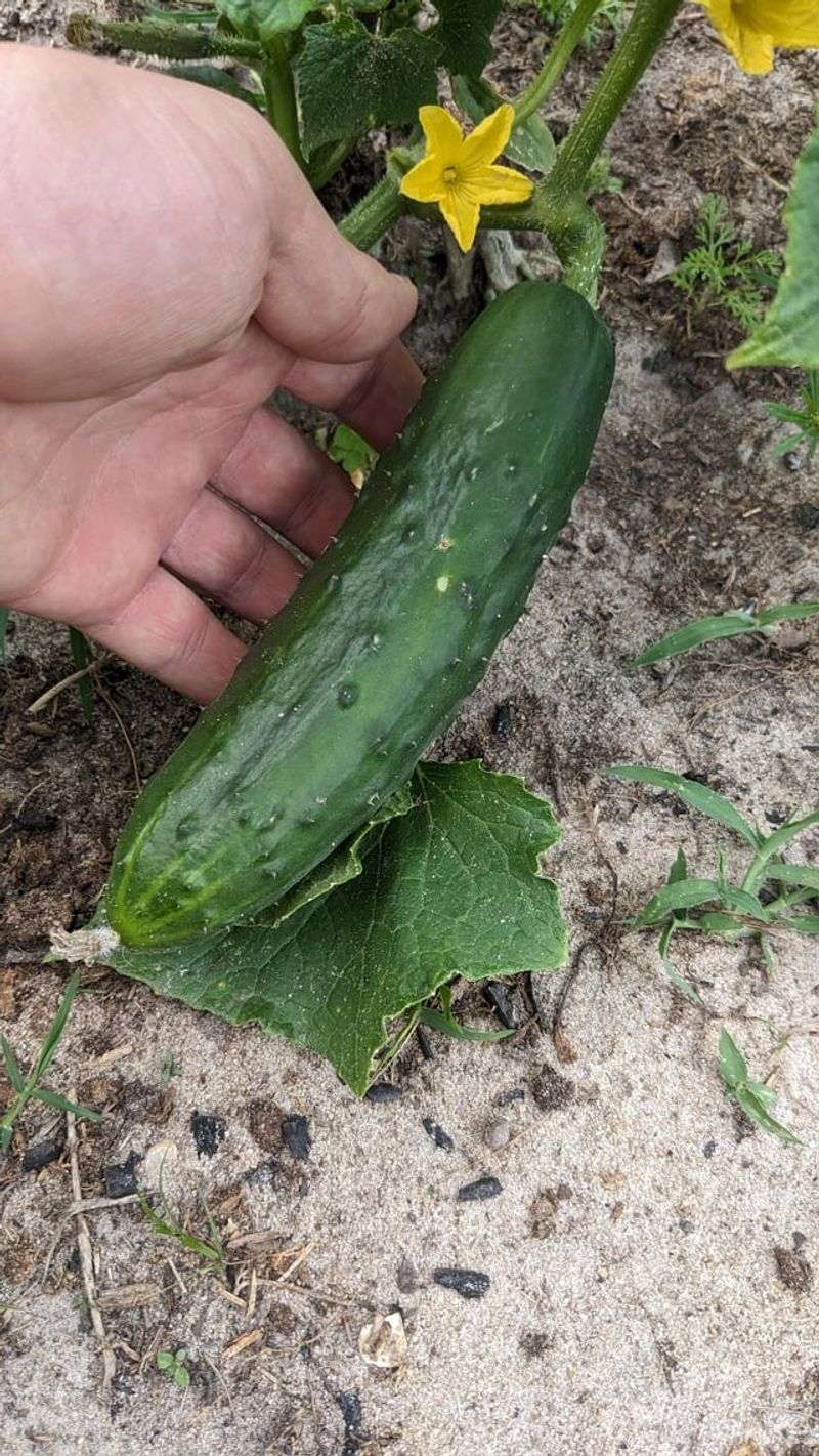 Dasher II Fast Growing With Strong Production