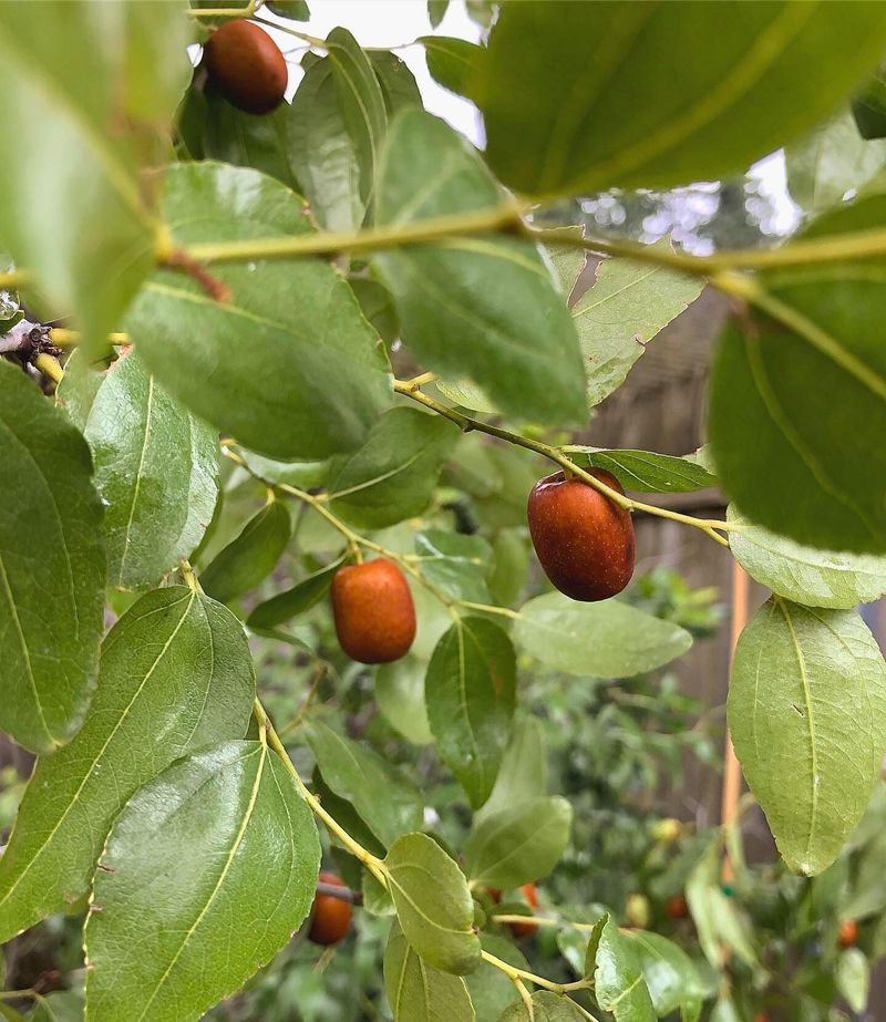 Jujube Trees Thrive With Minimal Care