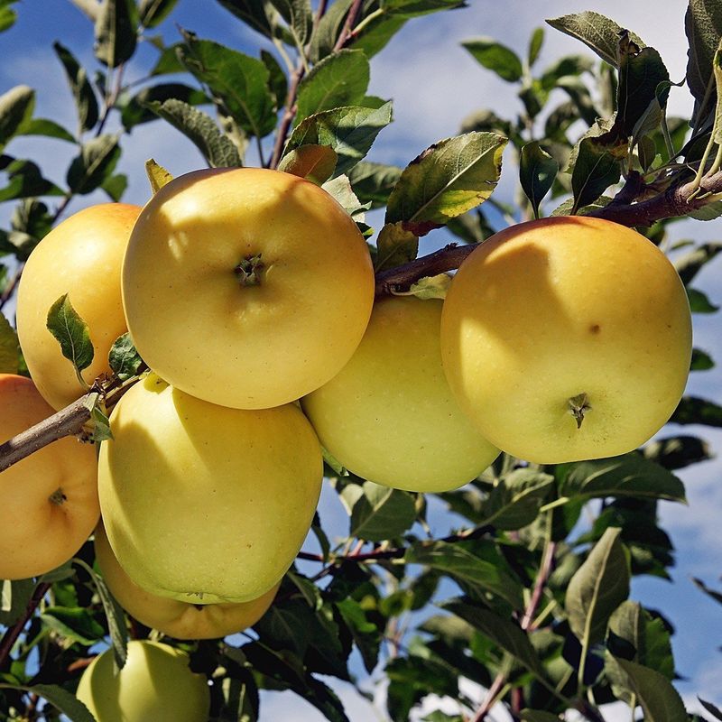 Apple Trees Still Earn Their Place In Many North Carolina Gardens