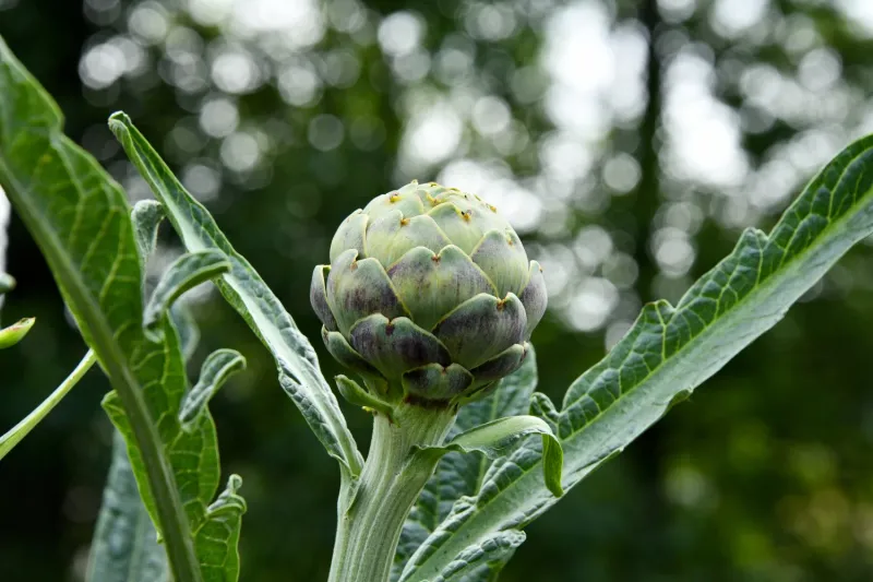 Artichoke Rewards Gardeners With Edible Flower Buds