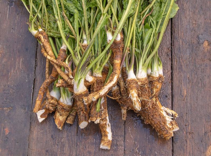 Horseradish Regrows From Roots With Vigorous Growth