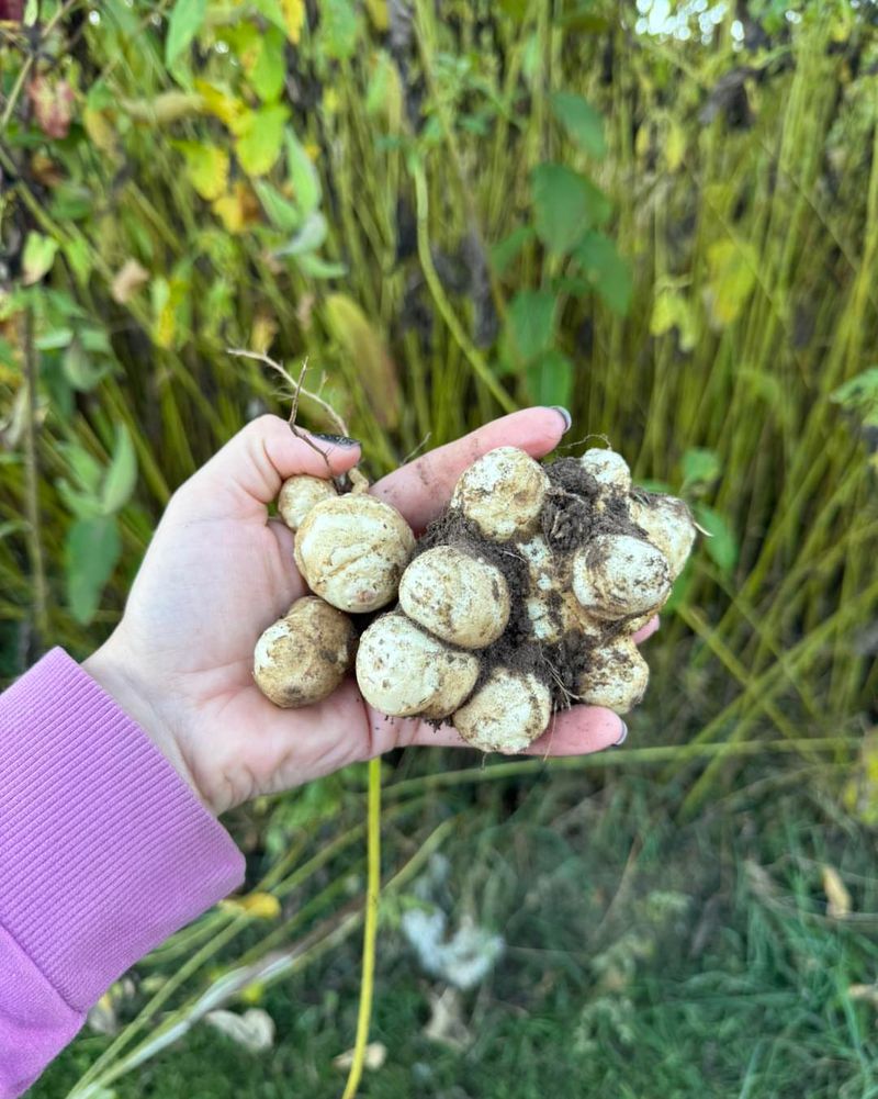 Jerusalem Artichokes Come Back Strong Every Year