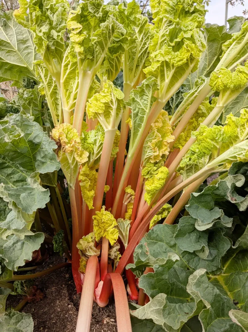 Rhubarb 
