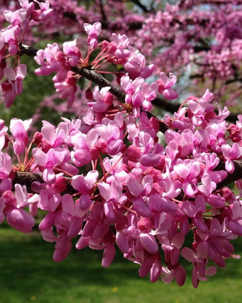 Redbud Covered In Soft Pink Spring Flowers