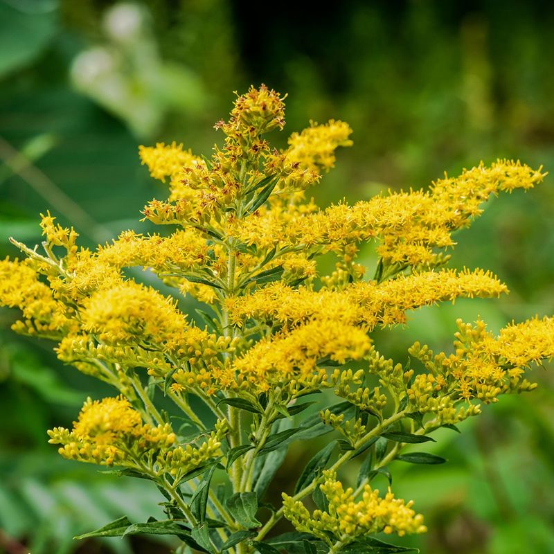 Goldenrod Feeds Birds And Pollinators Without The Myths