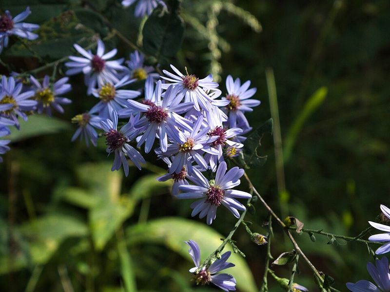 Different Aster Species Suit Sun And Partial Shade Gardens