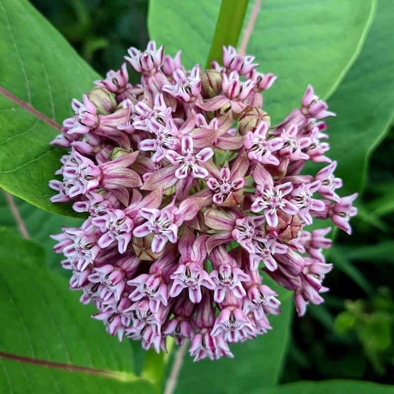 Milkweed