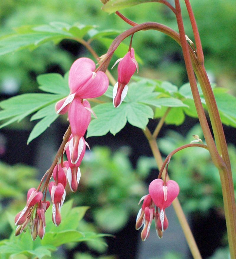 Bleeding Heart 