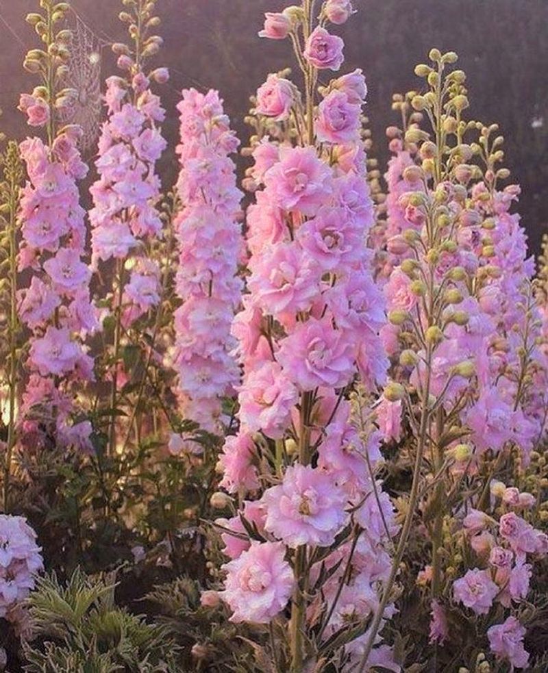 Delphinium
