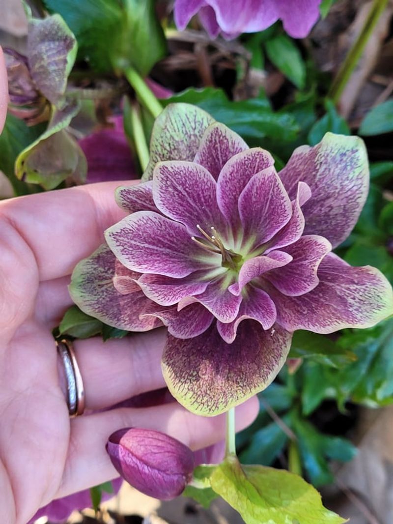 Hellebores