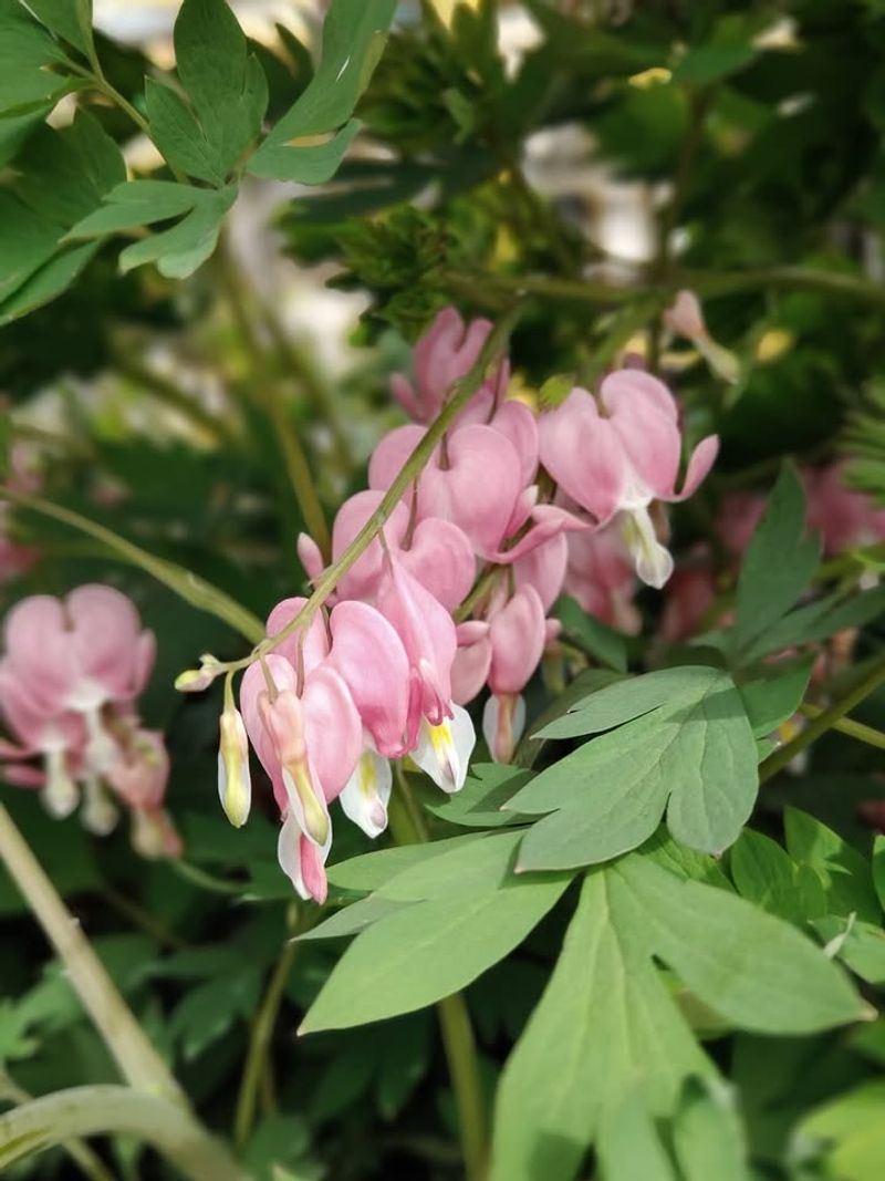 Bleeding Heart Blooms Early In Shaded Spots