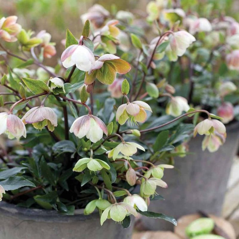 Hellebores Keep The Bed Looking Good Before Hydrangeas Wake Up