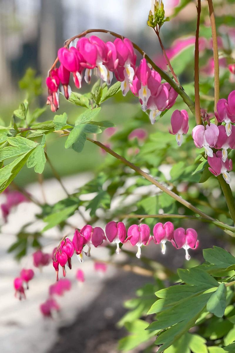 Bleeding Heart (Lamprocapnos Spectabilis)
