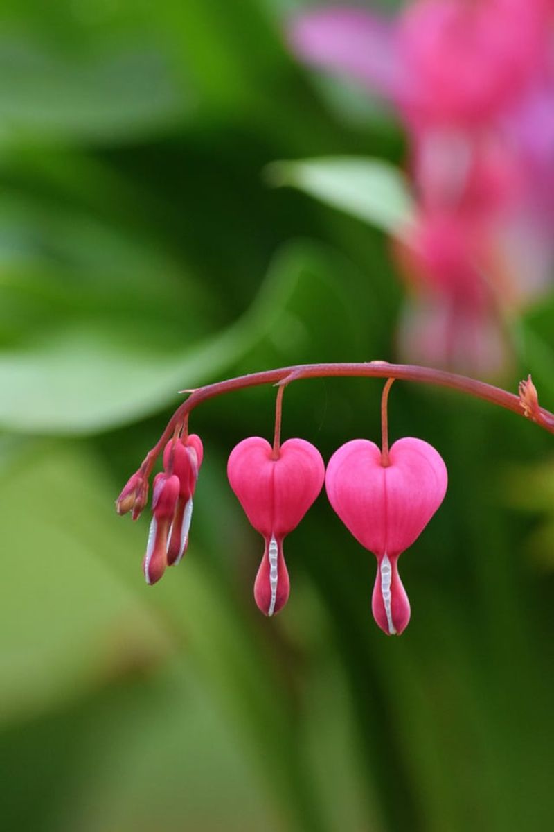 Bleeding Heart Lights Up Early Spring Shade