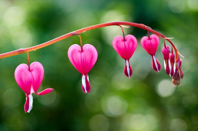 Bleeding Heart Brightens Early Spring Beds
