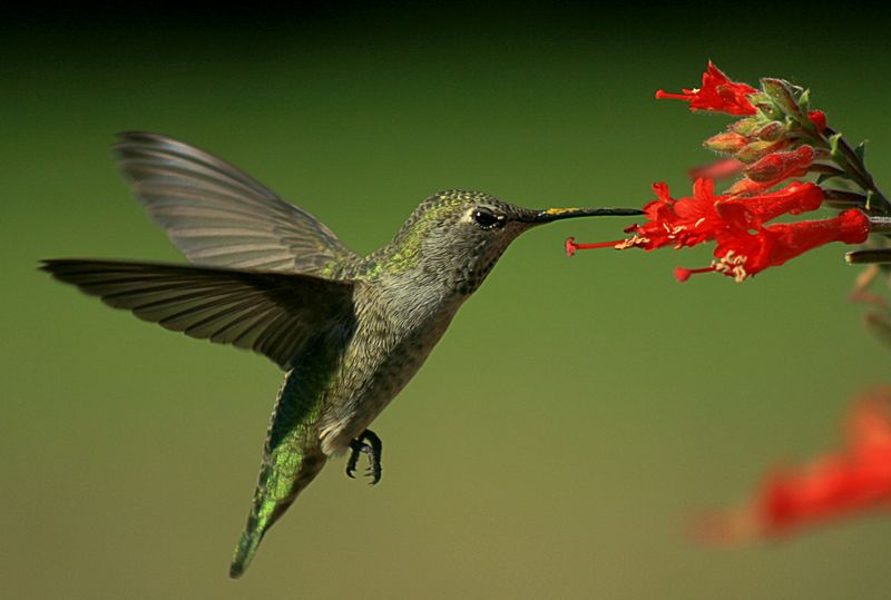 In Pollinator And Hummingbird Plantings