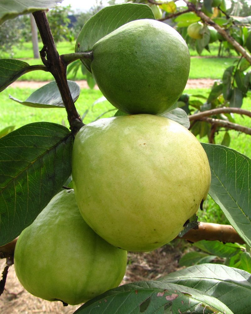 Guava
