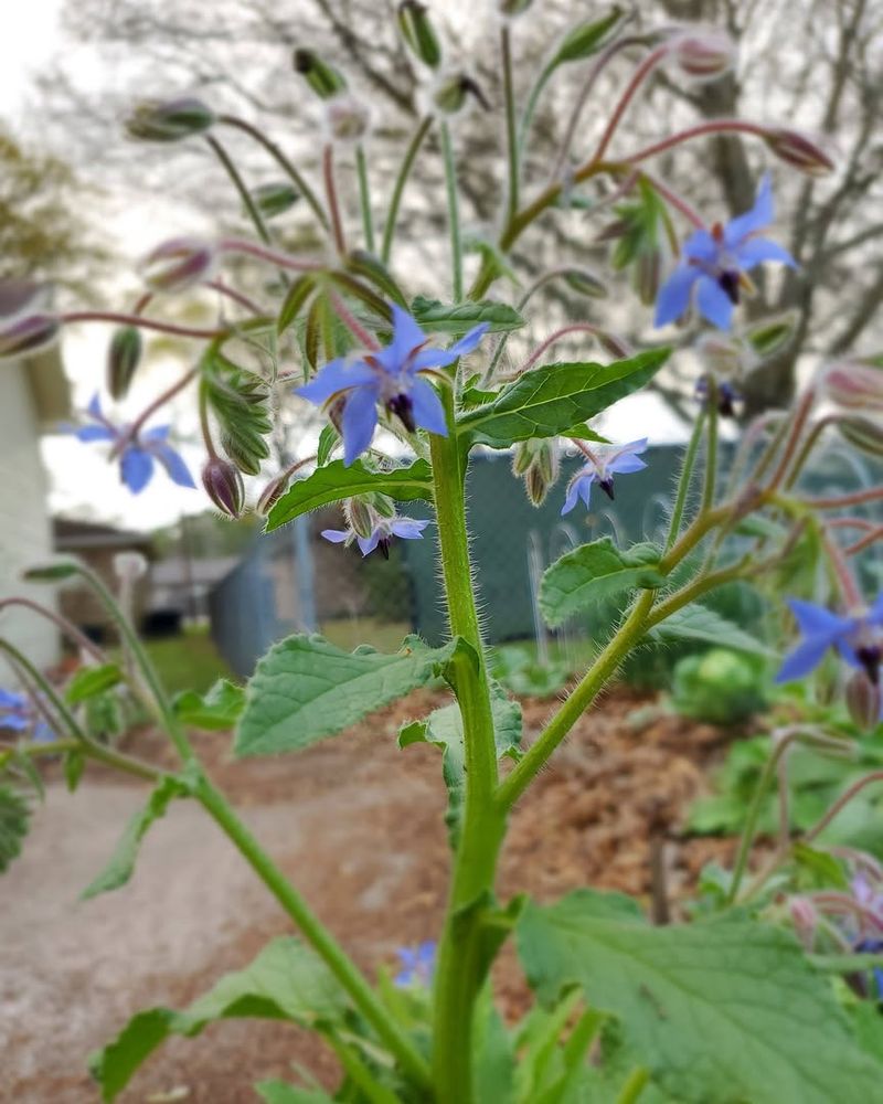 Blooms Continuously Through The Season
