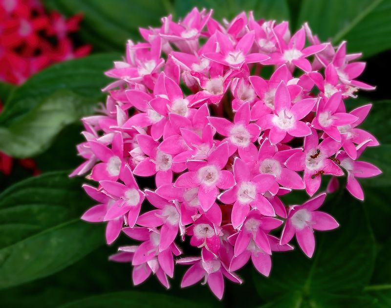 Grows As A Perennial In South Florida And A Seasonal Favorite Up North