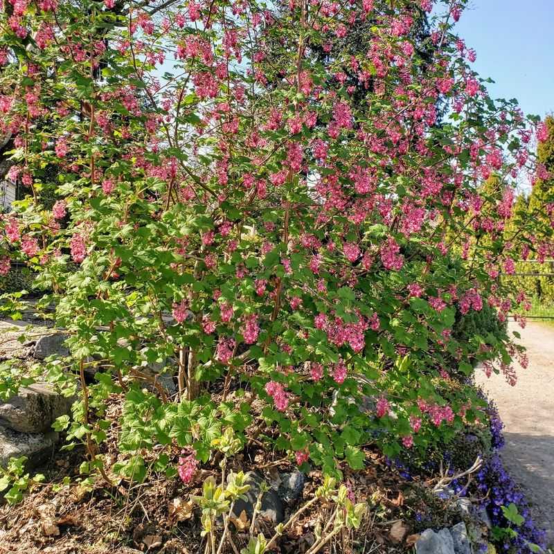 Low-Maintenance Once Established