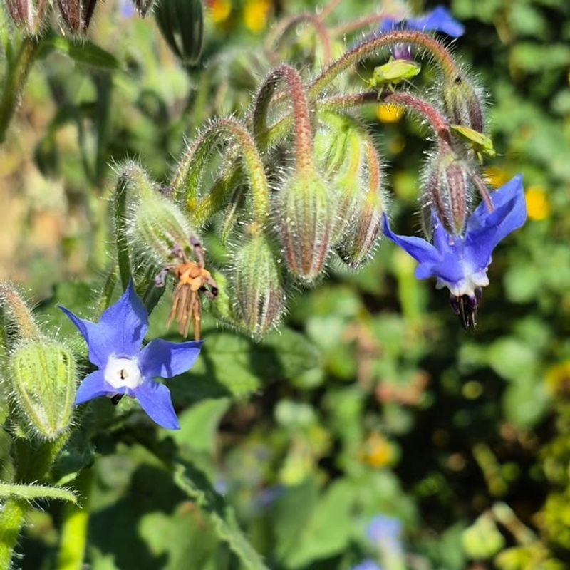 Blooms Over A Long Season In California