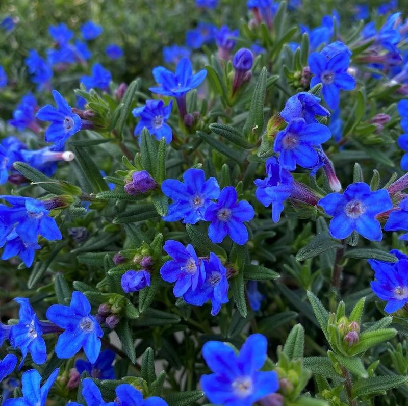 Lithodora