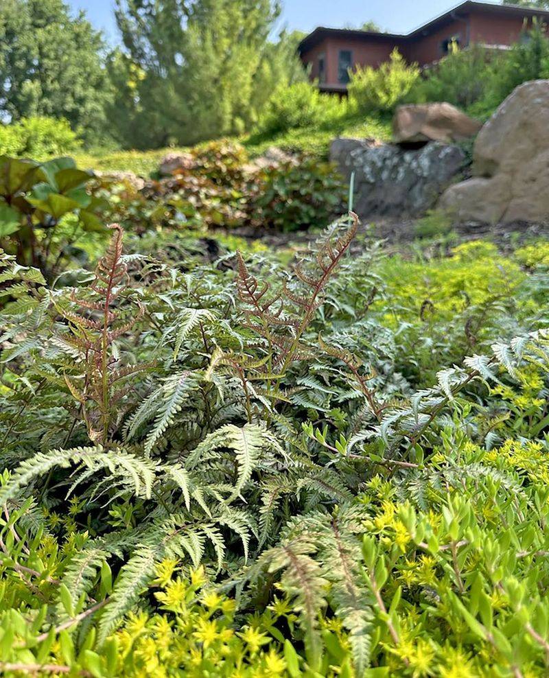 Japanese Painted Fern Holds Its Shape And Color After Splitting