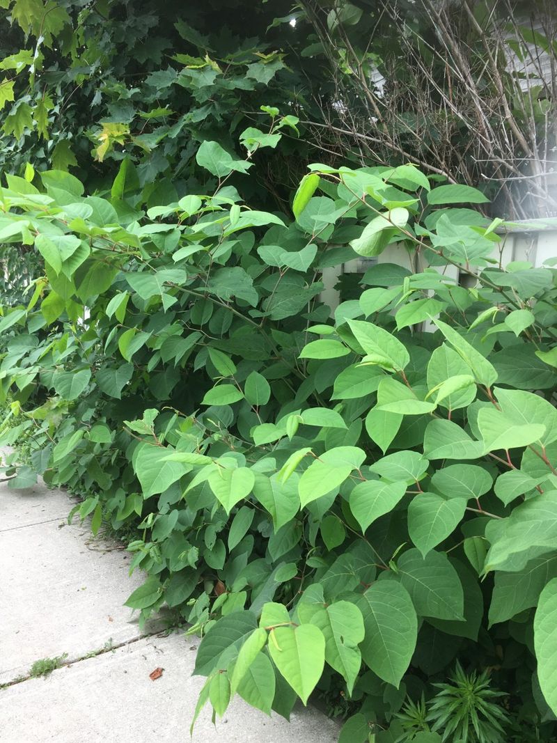 Japanese Knotweed
