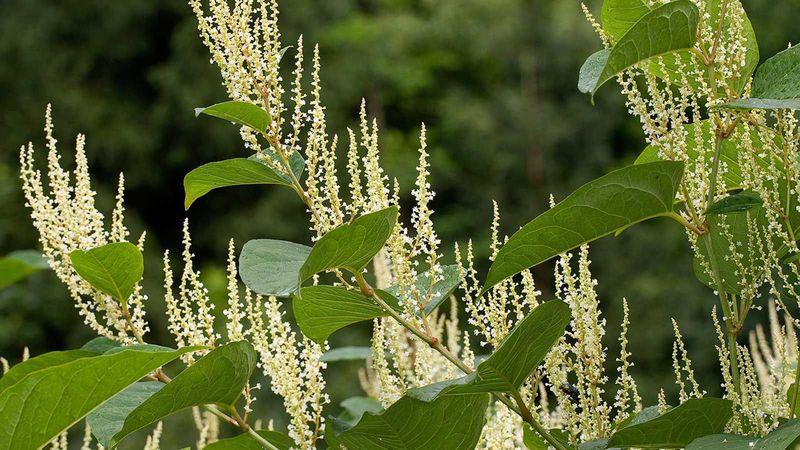 Japanese Knotweed (Fallopia japonica)