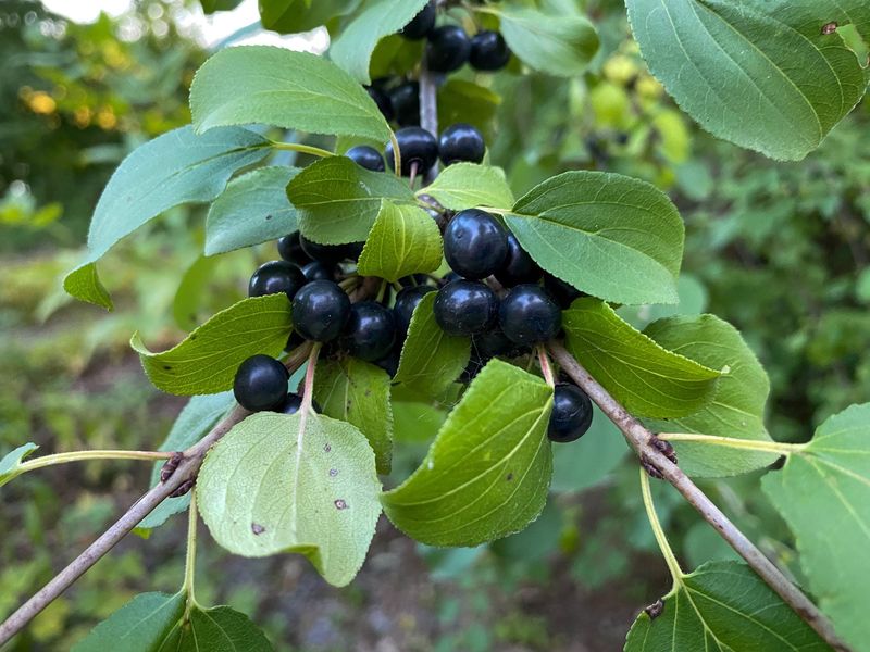 Common Buckthorn Crowds Out Better Plants