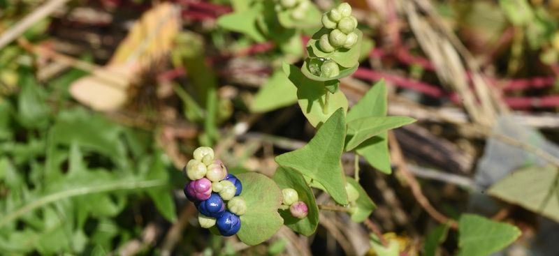 Mile-A-Minute Weed Growing At Alarming Speed
