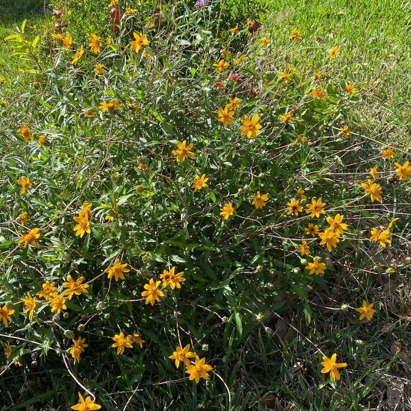 Orange Zexmenia Performs Best With Some Moisture