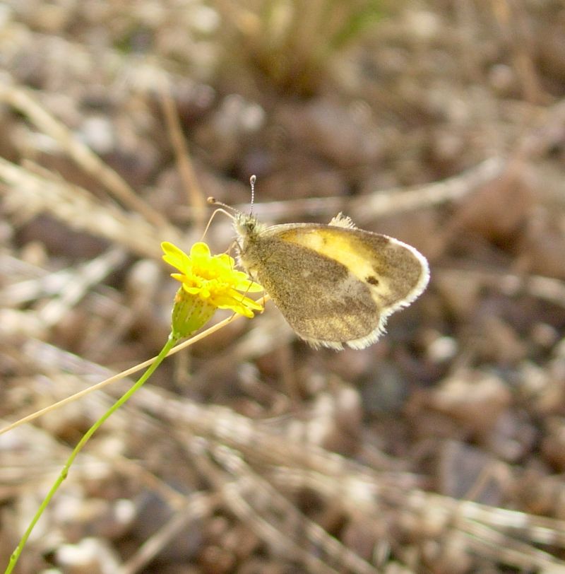 Golden Dyssodia Brings Bright Tough Color