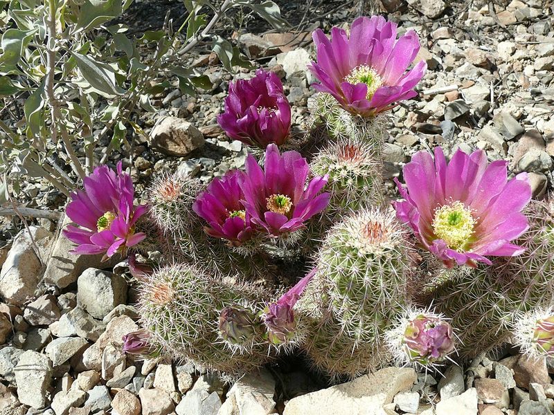 Hedgehog Cactus Adds Compact Color To Rock Gardens