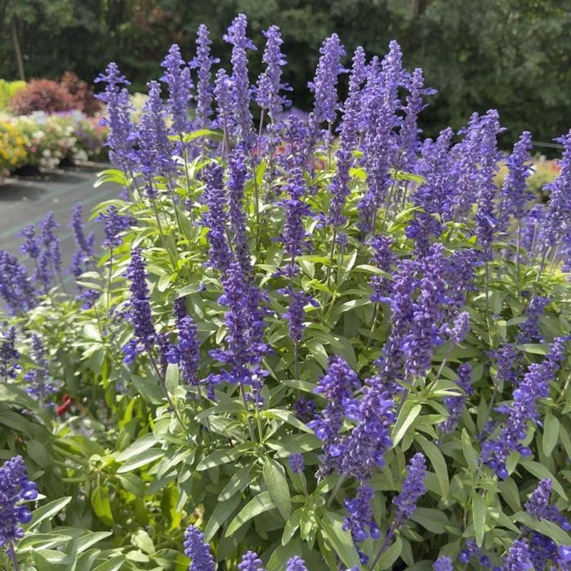 Mealy Blue Sage (Salvia Farinacea)