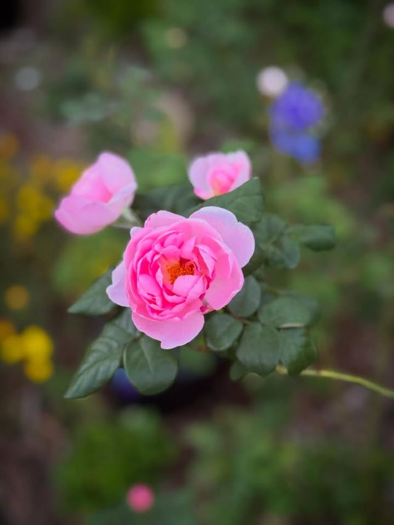 Drift Roses (Rosa Hybrids)