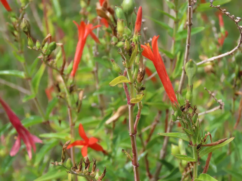 Flame Acanthus (Anisacanthus Quadrifidus Var. Wrightii)