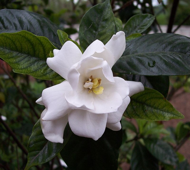 Gardenias Don't Thrive In Compact, Alkaline Desert Soil