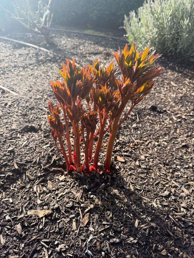 Choose A Sunny Spot For Strong Flowering